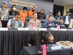 Polrestabes Medan Ungkap Perdagangan Offset Beruang Madu dan Sisik Trenggiling