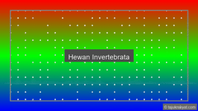 Hewan Invertebrata