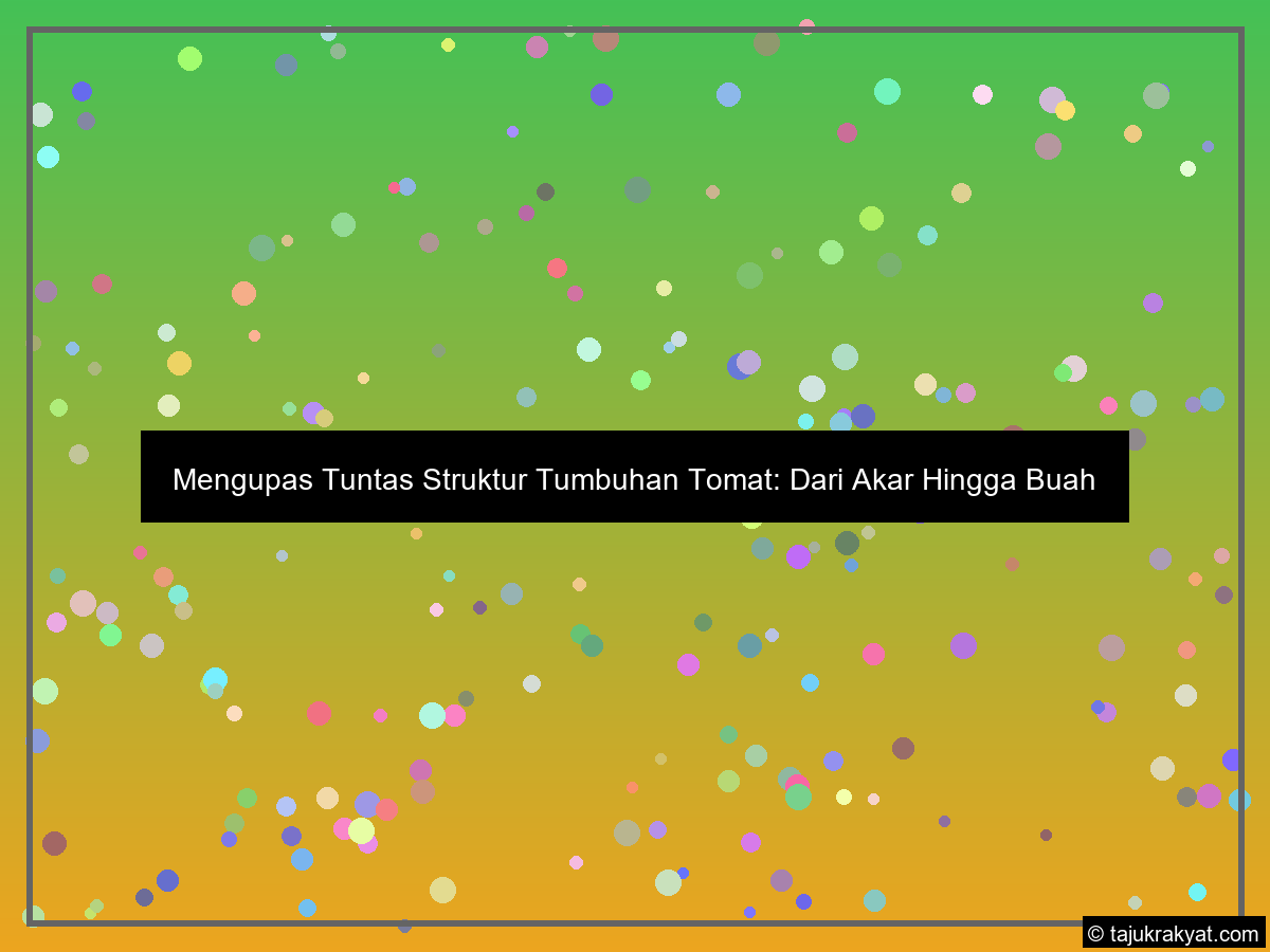 ilustrasi struktur tumbuhan tomat