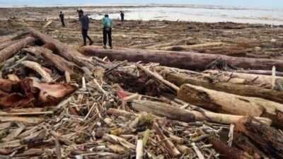 Kayu tersapu banjir dan longsor.(ist)