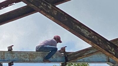 Ilustrasi rayap besi.